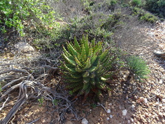 Aloe melanacantha