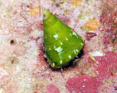 Jujubinus polychroma