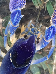 Procambarus holifieldi