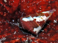 Jujubinus polychroma