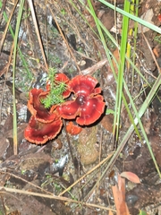 Cortinarius kula