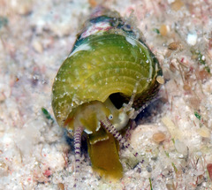 Jujubinus polychroma