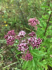 Eupatorium cannabinum