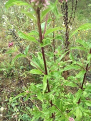 Eupatorium cannabinum