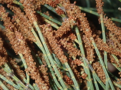 Allocasuarina humilis