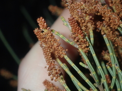 Allocasuarina humilis