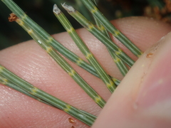 Allocasuarina humilis