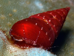 Jujubinus polychroma