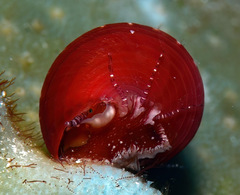 Jujubinus polychroma