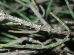 Allocasuarina humilis