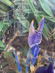 Procambarus holifieldi