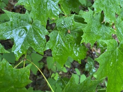 Leiobunum nigropalpi