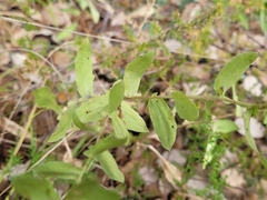 Centaurea pectinata pectinata