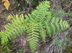 Pteridium aquilinum aquilinum