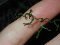 Thysanotus manglesianus