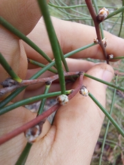 Hakea rostrata