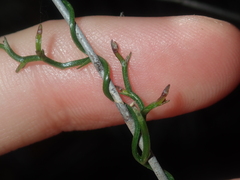 Thysanotus manglesianus