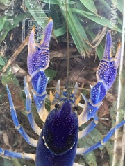 Procambarus holifieldi