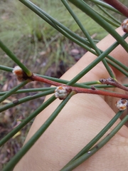 Hakea rostrata