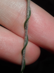 Thysanotus manglesianus