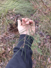 Hakea rostrata