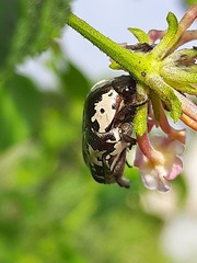 Protaetia aurichalcea