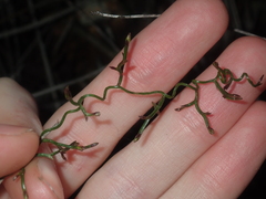 Thysanotus manglesianus