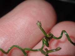 Thysanotus manglesianus