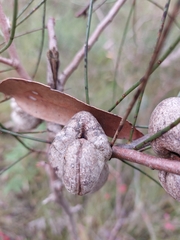 Hakea rostrata