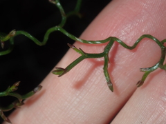 Thysanotus manglesianus
