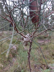 Hakea rostrata
