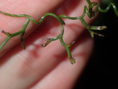 Thysanotus manglesianus