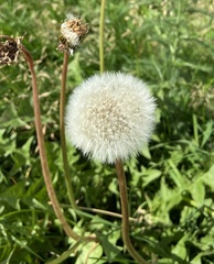 Taraxacum officinale