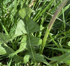 Taraxacum officinale