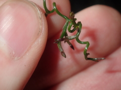 Thysanotus manglesianus