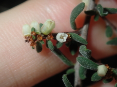 Cryptandra intermedia
