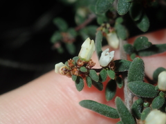 Cryptandra intermedia