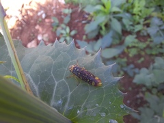 Aulacizes conspersa