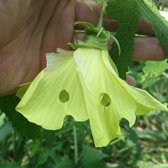 Abelmoschus moschatus