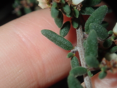 Cryptandra intermedia