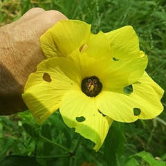 Abelmoschus moschatus