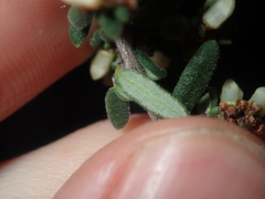 Cryptandra intermedia