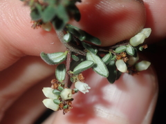 Cryptandra intermedia