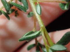 Cryptandra intermedia