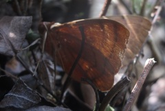 Hypopyrini