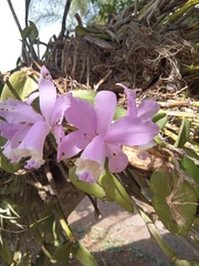 Cattleya loddigesii