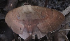 Hypopyrini