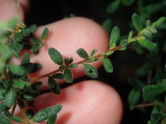 Cryptandra intermedia