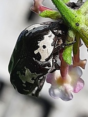 Protaetia aurichalcea