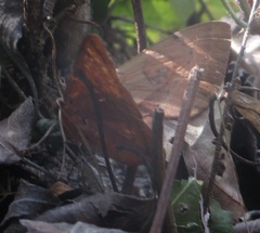 Hypopyrini